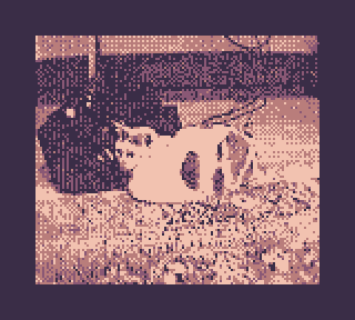 photo of cat taken on gameboy camera